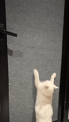 ScratchGuard™ - Tapete Rascador para Gatos